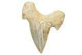 Fossil Shark Tooth (Otodus) - Morocco #226888-1